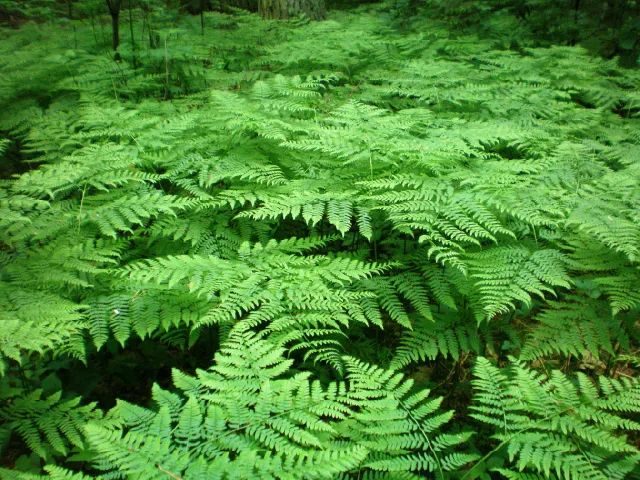 Pteridium aquilinum